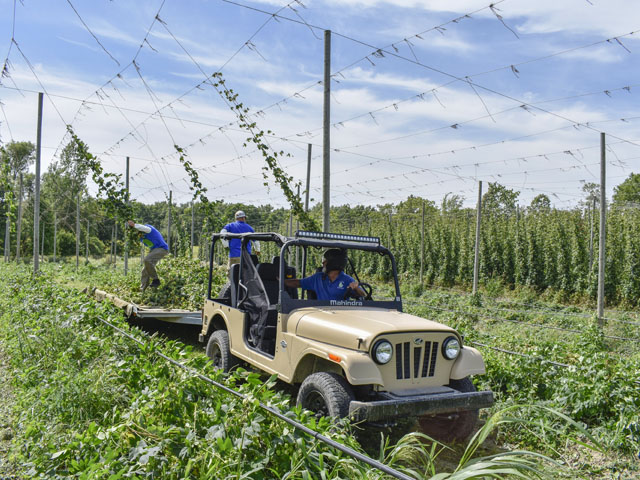 The Roxor can tow up to 3,490 pounds and is used for various harvesting work at the Top Hops Farm in Goodrich, Michigan. Here, Sean and Mark Trowbridge, owners of the farm, pull down hops missed by their harvest wagon. (Progressive Farmer photo by Chris Hill)